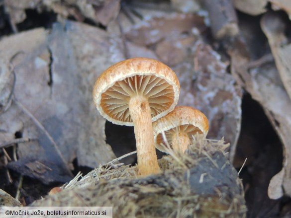 Agrocybe fimicola