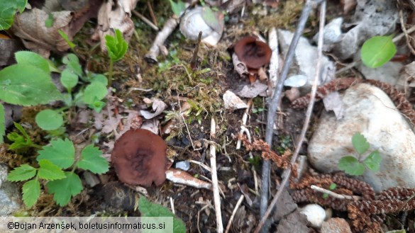 Dumontinia tuberosa