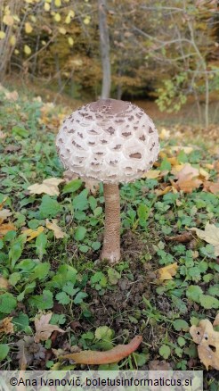 Macrolepiota procera