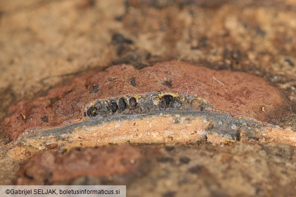 Hypoxylon rubiginosum