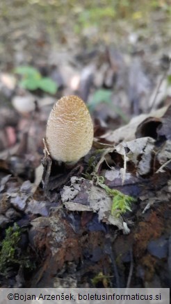 Coprinellus domesticus