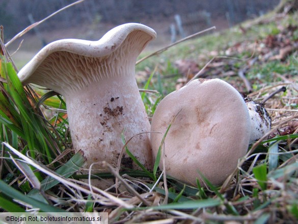 Clitopaxillus alexandri