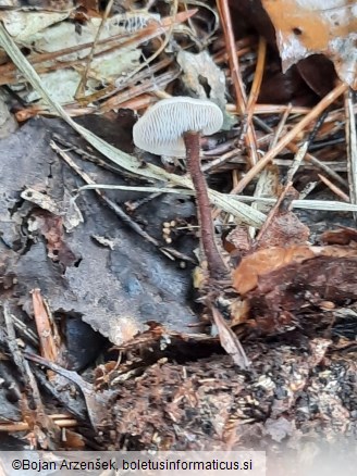 Auriscalpium vulgare