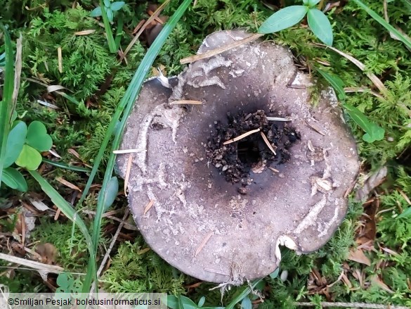 Russula nigricans