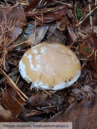 Amanita gemmata