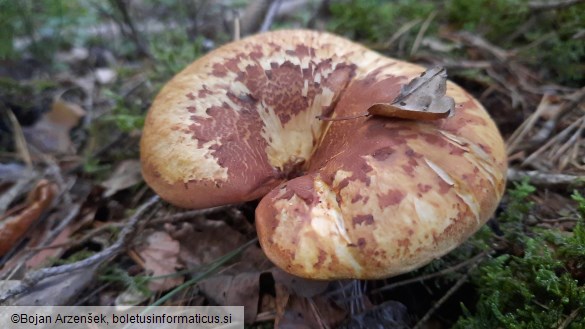 Tapinella atrotomentosa