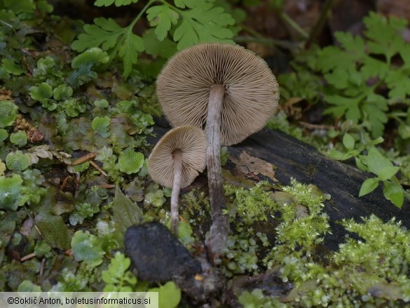 Kuehneromyces lignicola