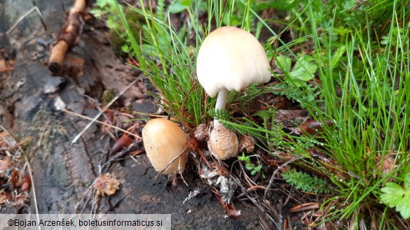 Coprinellus domesticus