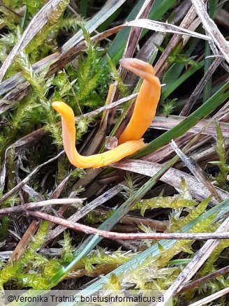 Clavulinopsis helvola