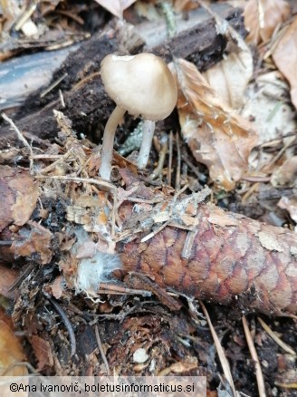 Strobilurus esculentus