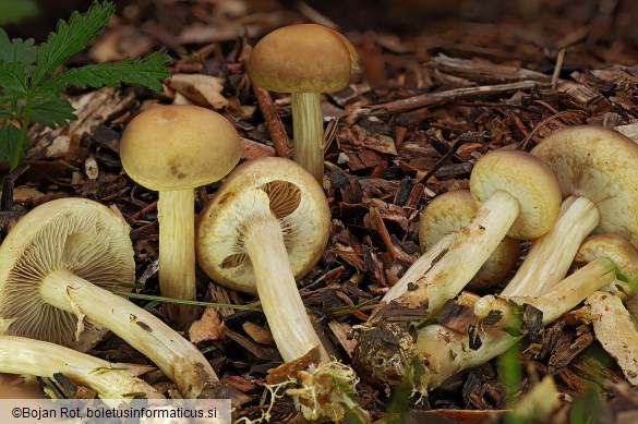 Agrocybe praecox