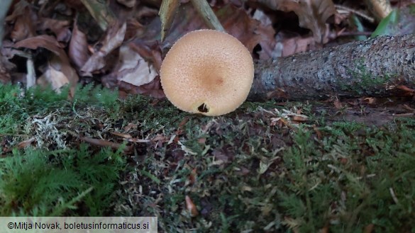 Tricholomopsis ornata