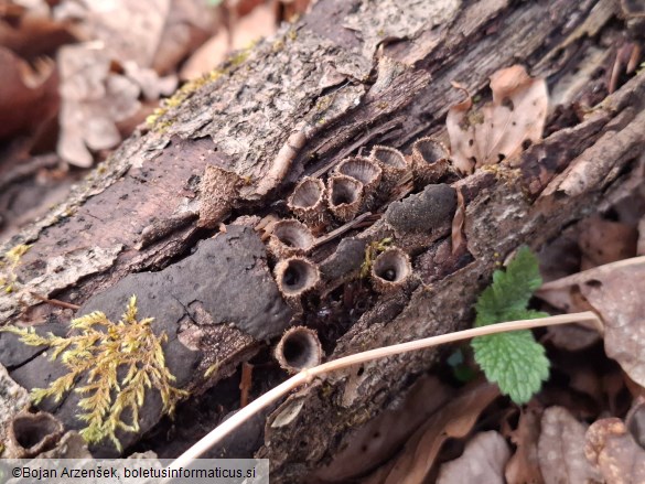 Cyathus striatus