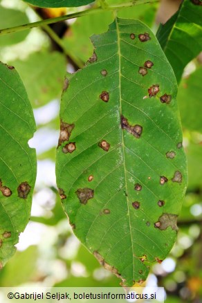 Ophiognomonia leptostyla