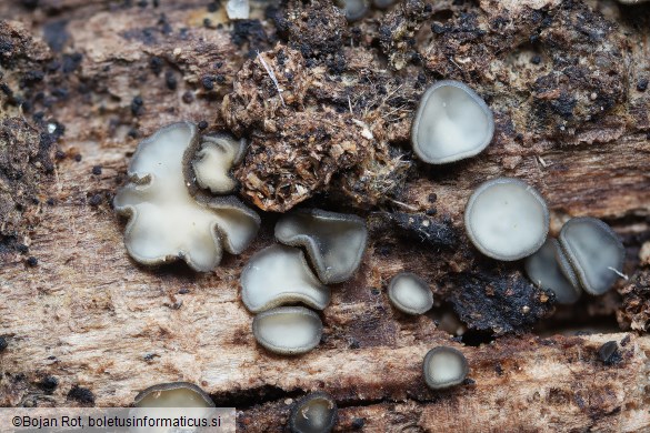 Tapesia lividofusca