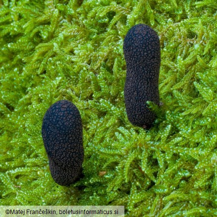 Xylaria longipes