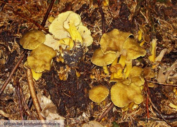 Craterellus tubaeformis