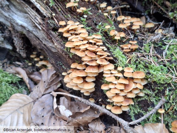 Xeromphalina campanella