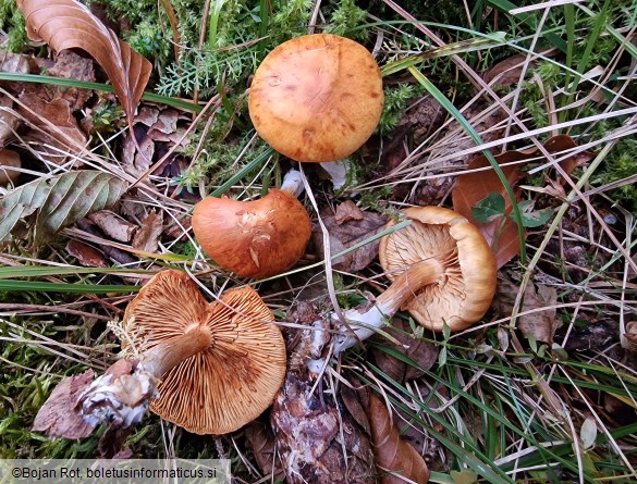 Gymnopilus penetrans