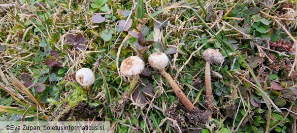 Tulostoma brumale