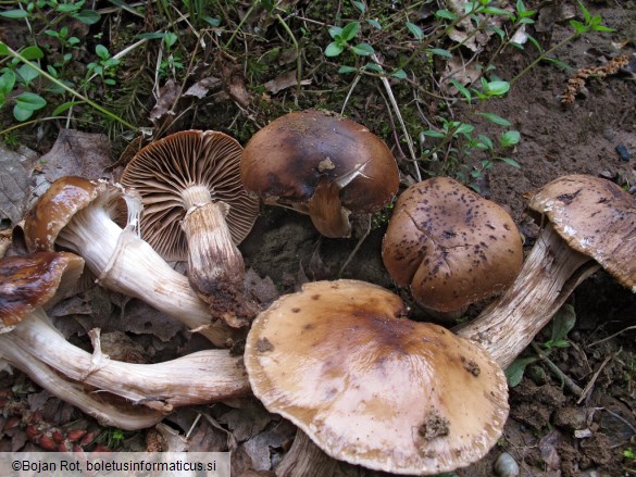 Agrocybe erebia