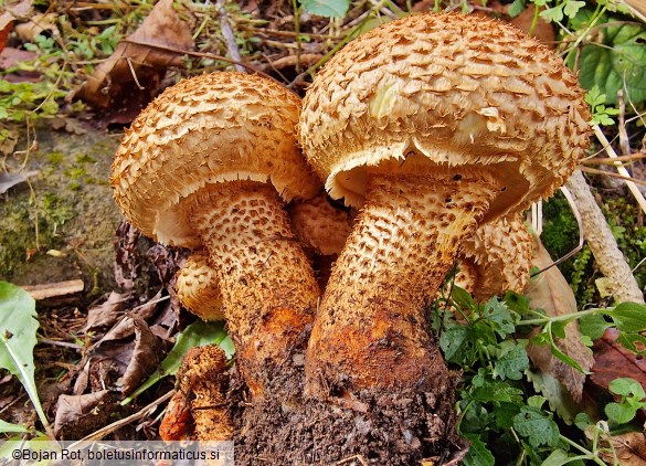 Pholiota squarrosa