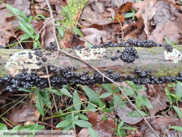 Exidia nigricans