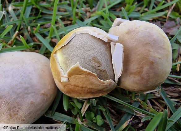 Bovista plumbea
