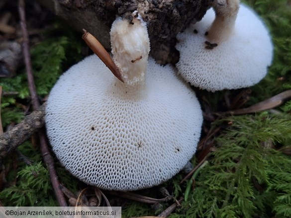 Polyporus tuberaster