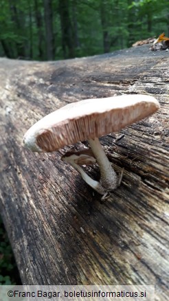 Pluteus petasatus