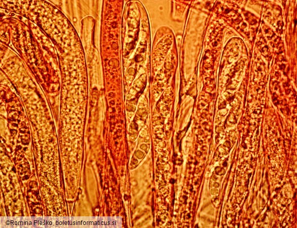 Rutstroemia alnobetulae