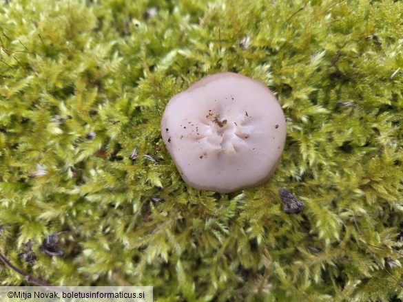 Discina ancilis
