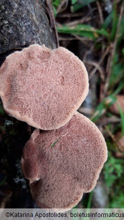 Hapalopilus nidulans