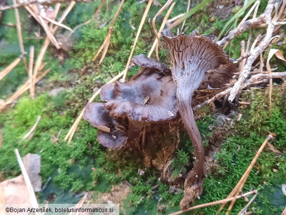 Cantharellus cinereus