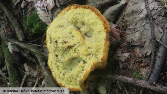 Phaeolus schweinitzii