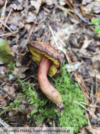 Phylloporus pelletieri