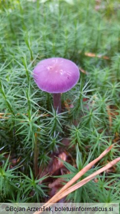 Laccaria amethystina