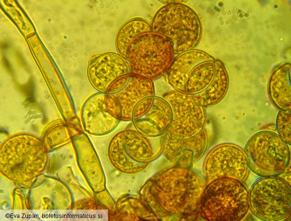 Botryobasidium simile