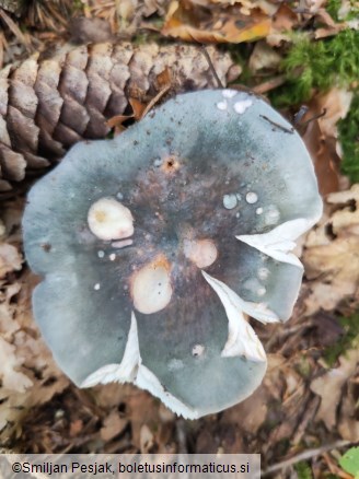 Russula cyanoxantha