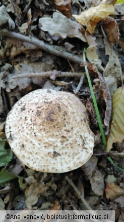 Echinoderma asperum