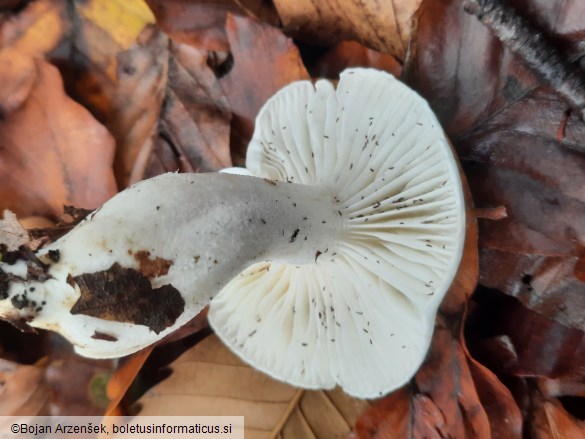Hygrophorus discoxanthus
