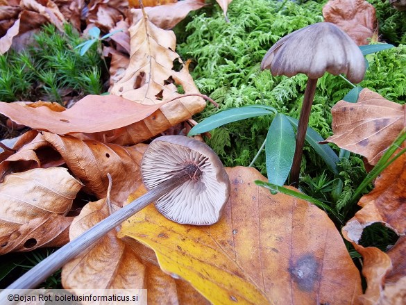 Entoloma hirtipes