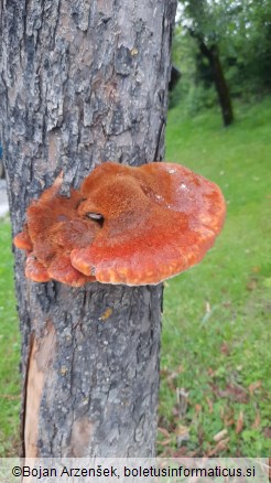 Inonotus hispidus