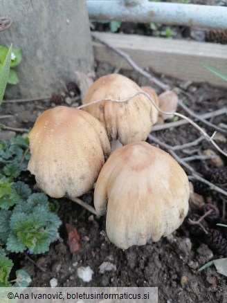 Coprinellus micaceus