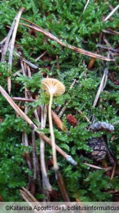 Rickenella fibula