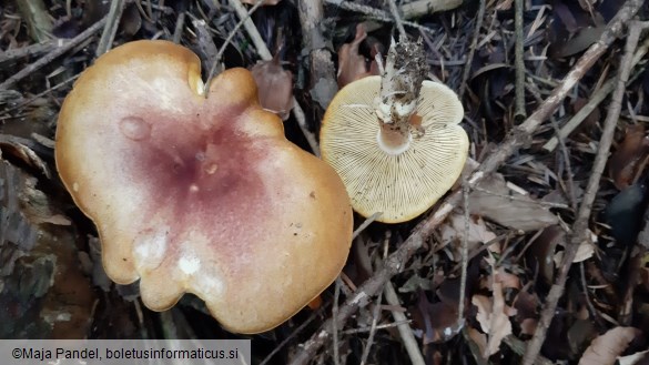 Tricholomopsis rutilans