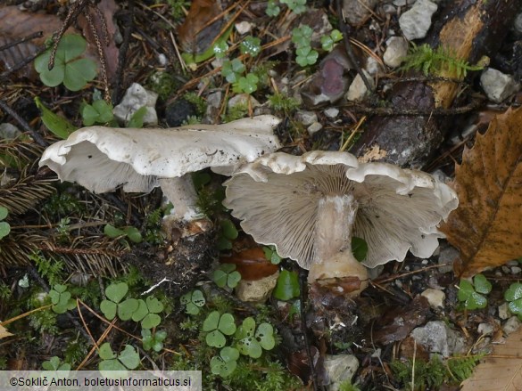 Atractosporocybe inornata