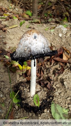 Coprinus comatus
