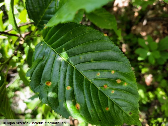 Puccinia coronata