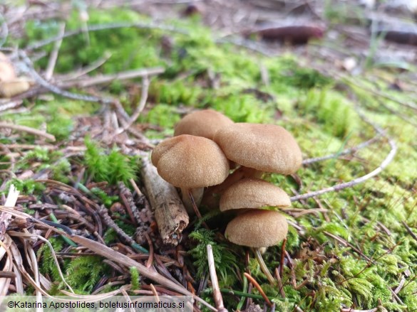 Cortinarius venetus